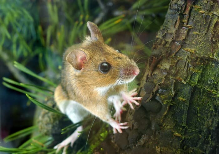 9 хищных животных, питающихся мышами: подробный обзор