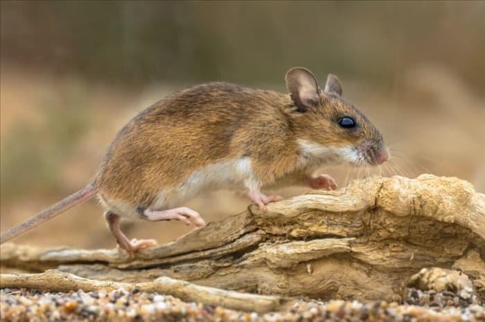 9 хищных животных, питающихся мышами: подробный обзор