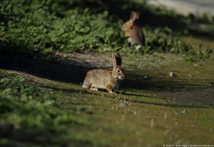 7 простых способов естественного избавления от кроликов | 7 простых способов естественного избавления от кроликов