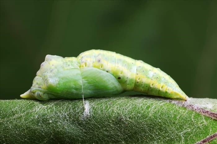 8 способов борьбы с капустными червями в саду (что делать)