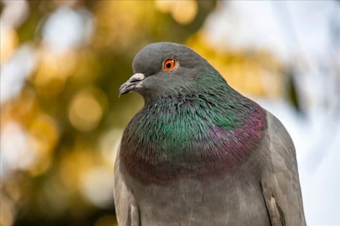 5 звуков, которые отпугивают голубей (и держат их на расстоянии)