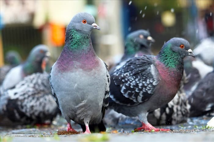 5 звуков, которые отпугивают голубей (и держат их на расстоянии)