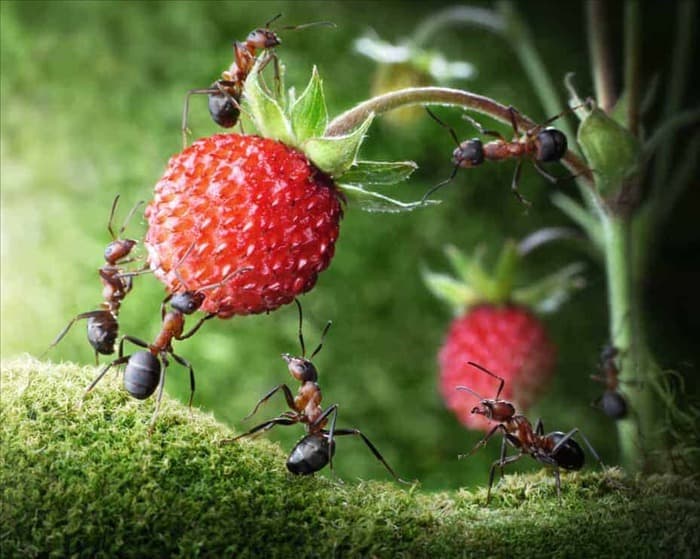 7 способов, с помощью которых муравьи могут испортить ваш газон (и как их остановить)