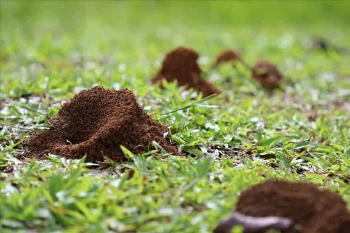 7 способов, с помощью которых муравьи могут испортить ваш газон (и как их остановить)
