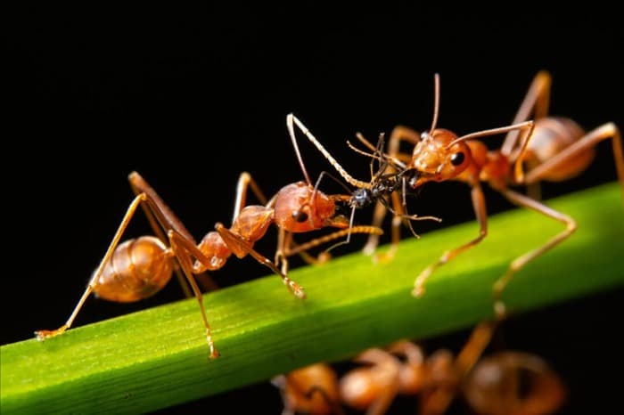 8 комнатных растений и комнатных растений, которые отпугивают муравьев | Информация и факты