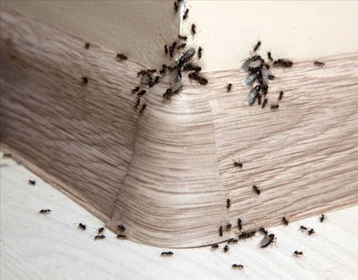 8 комнатных растений и комнатных растений, которые отпугивают муравьев | Информация и факты