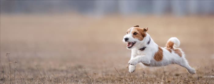 Как быстро бегают собаки?