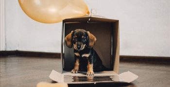 7 уникальных идей подарков для щенков: не ограничиваясь традиционной лентой
