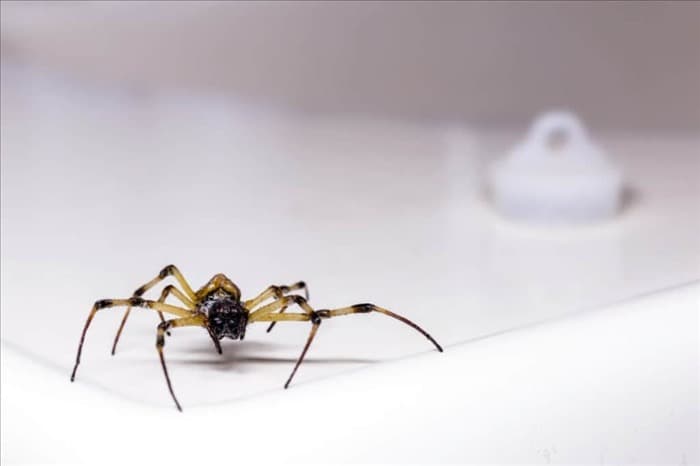 8 действий при обнаружении пауков в доме