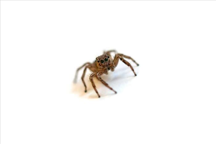 8 действий при обнаружении пауков в доме