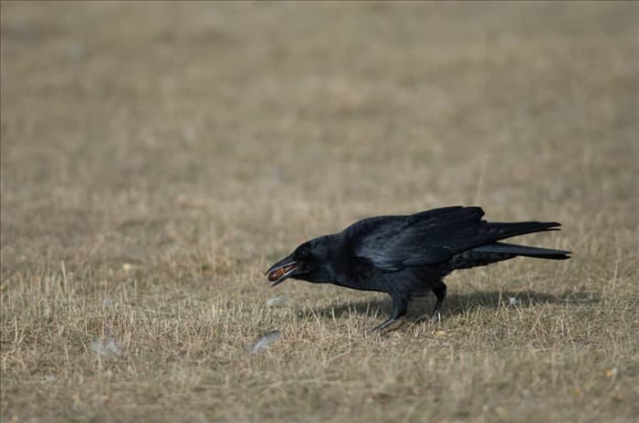 Вот сколько вороны съедают в день (и когда они едят)