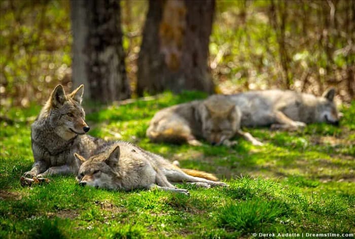 5 мест, где койоты спят ночью