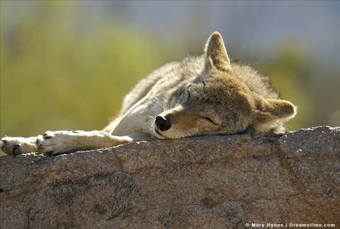 5 мест, где койоты спят ночью
