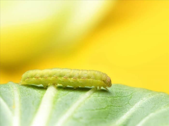 7 жуков и насекомых, которые любят есть капусту (советы по отпугиванию)