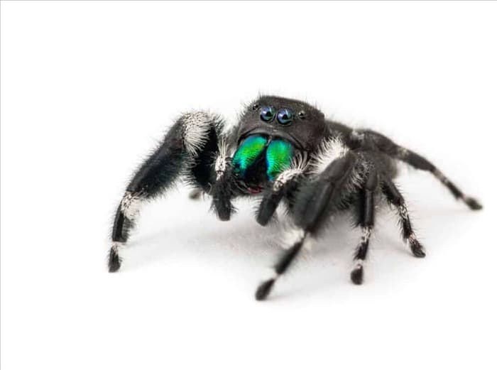 13 видов пауков, которые не делают паутину