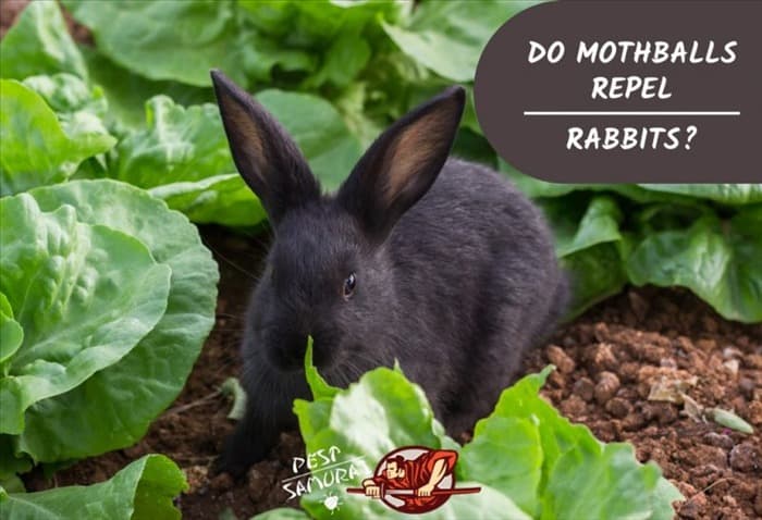 Отпугивает ли нафталин кроликов?| Информация и факты