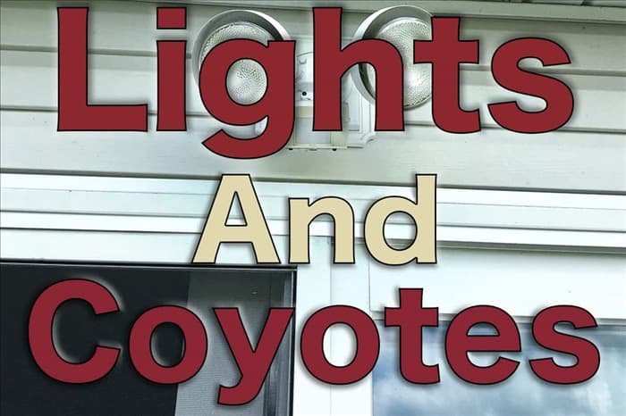 Помогут ли фонари отпугнуть койотов?