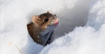 7 мест, куда мыши уходят зимой (и когда они возвращаются)