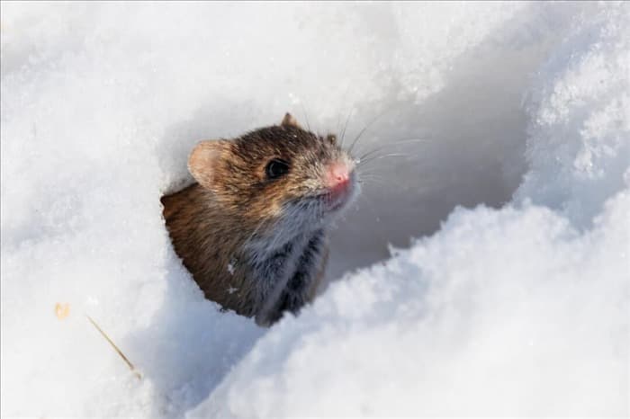 7 мест, куда мыши уходят зимой (и когда они возвращаются)