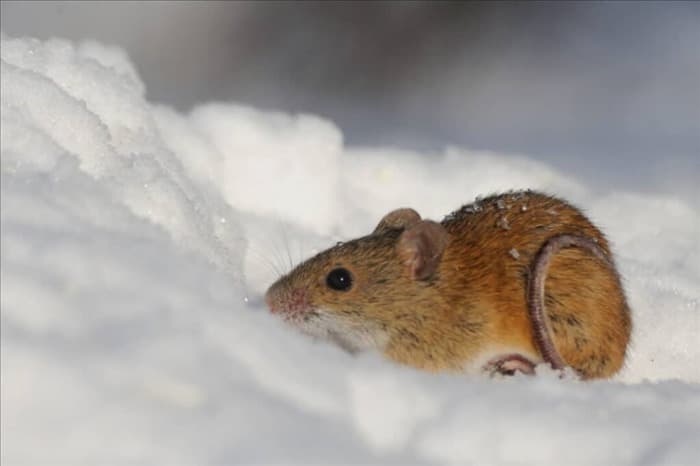 7 мест, куда мыши уходят зимой (и когда они возвращаются)