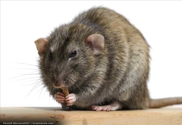 Могут ли крысы прогрызть клейкую ленту?