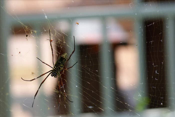 9 различных способов проникновения пауков в дом