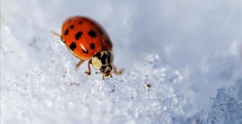 11 мест, куда божьи коровки улетают зимой (и когда они вернутся)