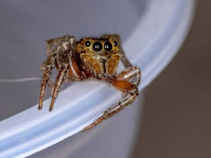 6 причин, по которым пауки не будут ползать по вам ночью (возможно)