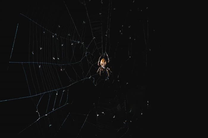 6 причин, по которым пауки не будут ползать по вам ночью (возможно)