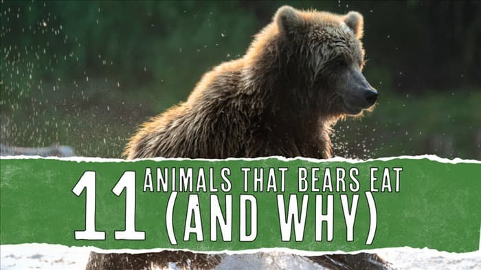 11 животных, которые едят медведей (и почему они их едят)