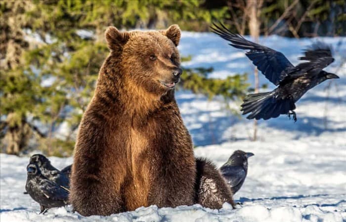 11 животных, которые едят медведей (и почему они их едят)