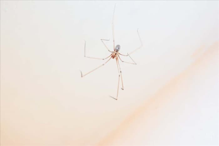 Смыв паука в унитаз: вот что происходит на самом деле
