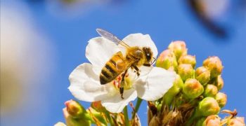 Вот где пчелы действительно бывают и живут в течение дня