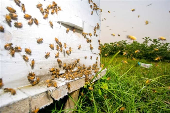 Вот где действительно живут пчелы в течение дня
