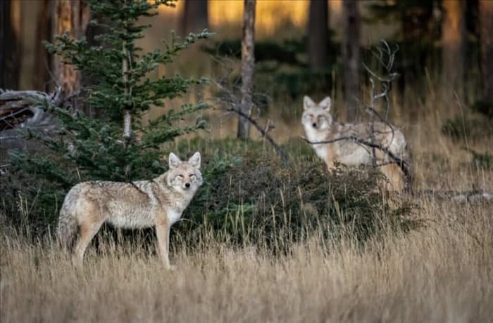 9 действий при обнаружении койота во дворе