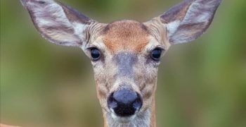 Эпсомская соль: можно ли использовать ее для отпугивания оленей?