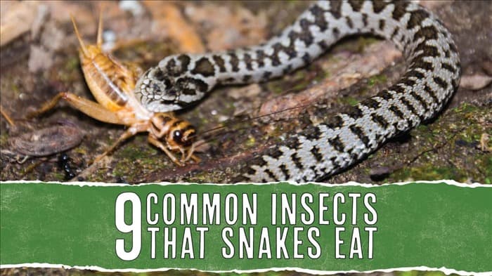 9 насекомых, которых едят змеи (и почему они их едят)