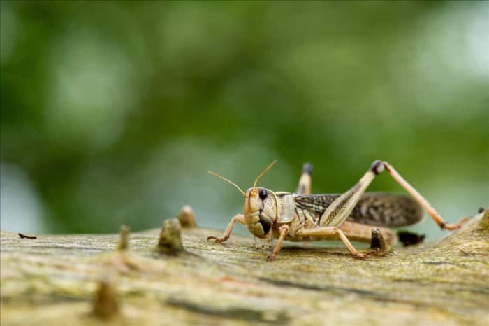 9 насекомых, которых едят змеи (и почему они их едят)