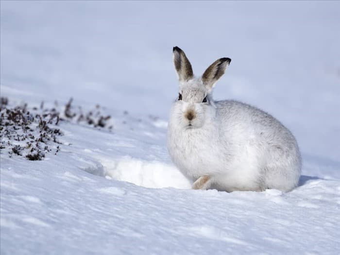 9 мест, куда кролики уходят зимой (и когда они вернутся)...