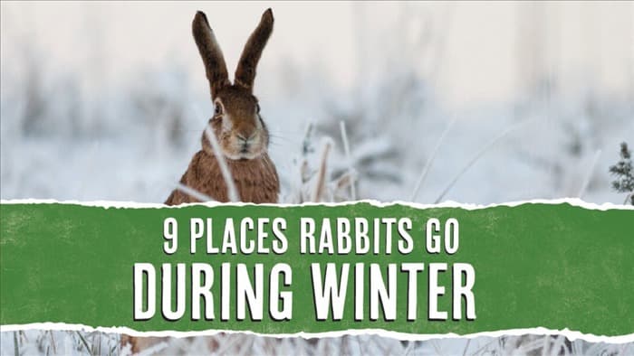 9 мест, куда кролики уходят зимой (и когда они вернутся)...