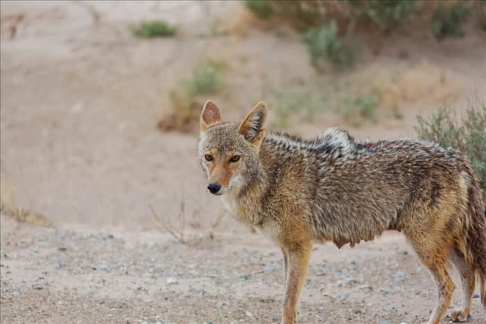Да, койоты едят змей: вот как и почему они это делают