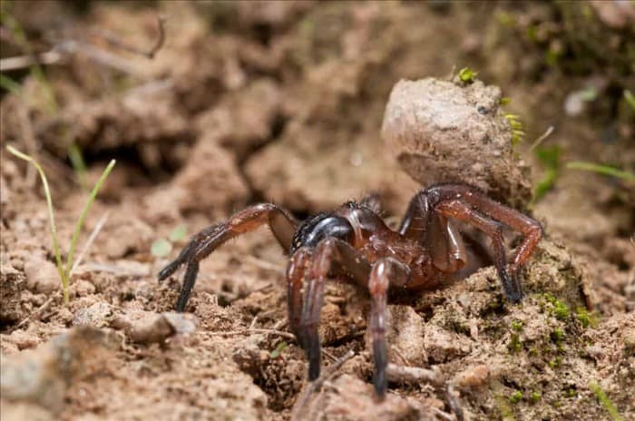 10 распространенных насекомых, которые едят пауков