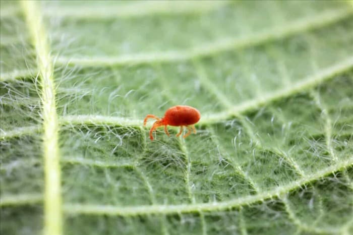 7 жуков и насекомых, которые любят есть ваши тыквы (как их отпугнуть!)