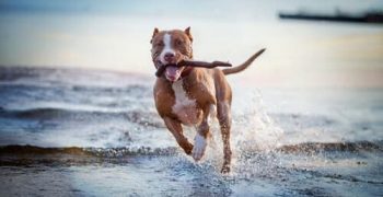 10 жизненных уроков, которые мы можем извлечь из жизни собак