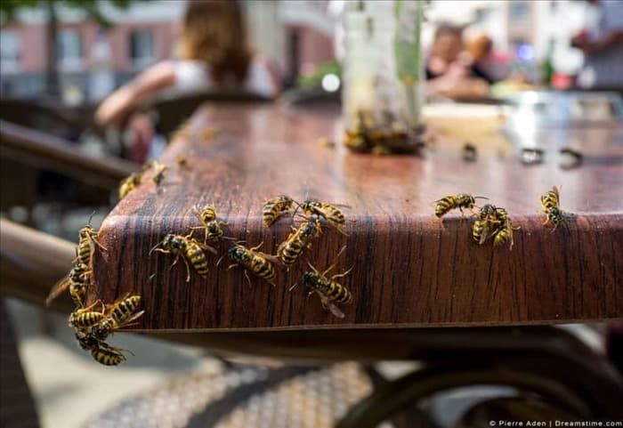 8 запахов, которые ненавидят осы (и как их использовать)