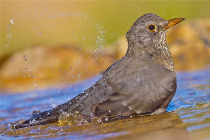 11 простых советов, как не допустить птиц в бассейн