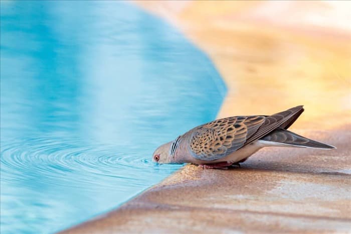 11 простых советов, как не допустить птиц в бассейн