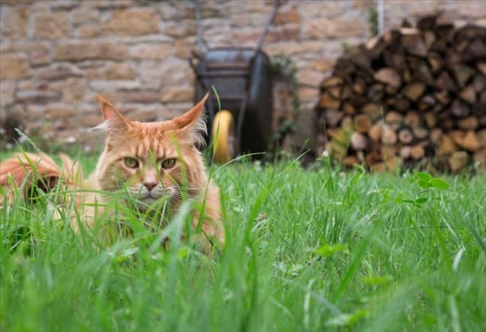 Как не пускать кошек в сад | Естественный способ