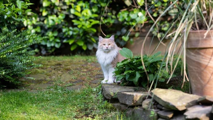 Как не пускать кошек в сад | Естественный способ