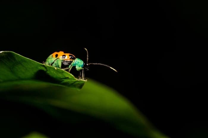 11 насекомых, которыми питаются летучие мыши (и почему они их едят)